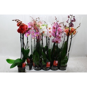 PHAL GEM 6 KL