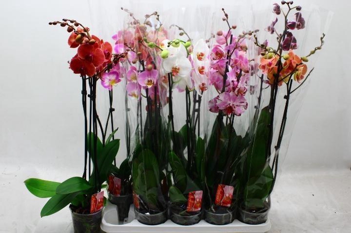 <h4>PHAL GEM 6 KL</h4>