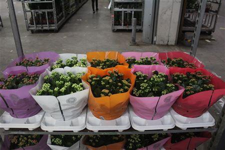 <h4>Kalan B Ge Gem 5 Kl</h4>