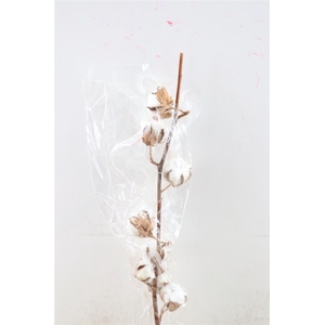 Gossypium (katoen) 8 Bal