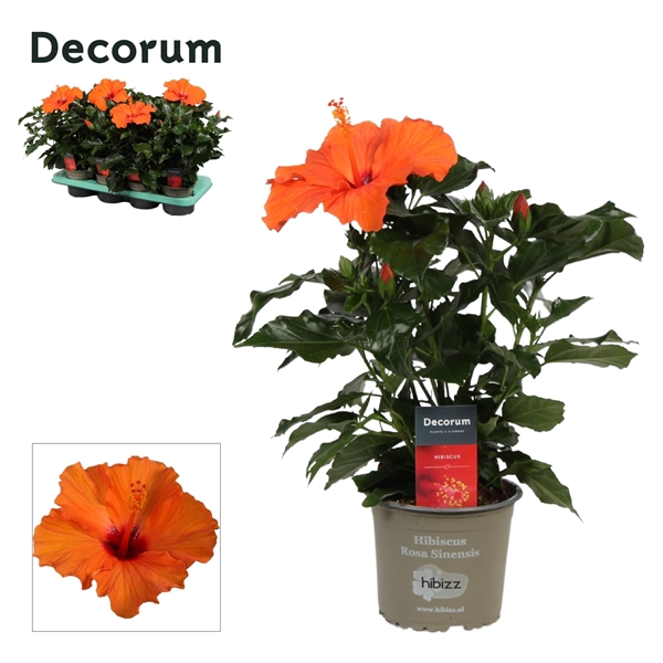 <h4>Decorum Hibiscus Lucca oranje</h4>