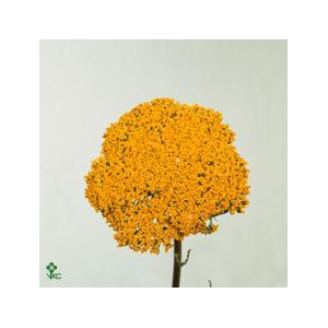 Achillea Parker's Variety