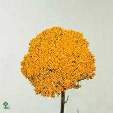 <h4>Achillea Parker's Variety</h4>