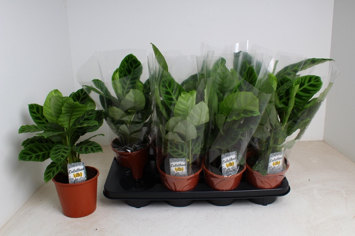 <h4>CALAT ZEBRINA</h4>