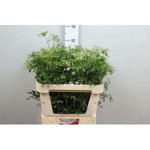 Ammi Majus