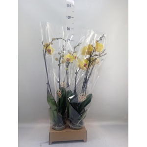 Phalaenopsis   ...yellow