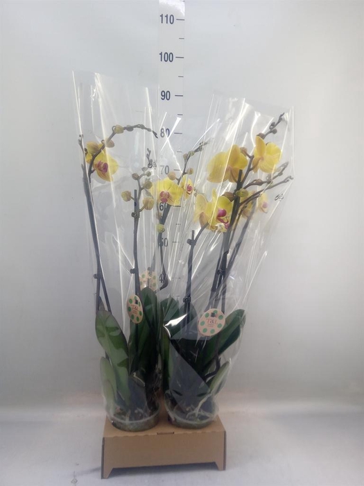 <h4>Phalaenopsis   ...yellow</h4>