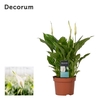 Spathiphyllum 'Chopin'