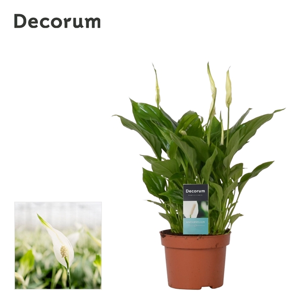 <h4>Spathiphyllum 'Chopin'</h4>