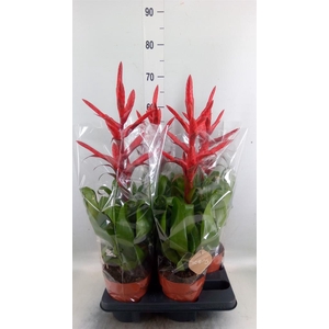 Tillandsia  'Naomi'
