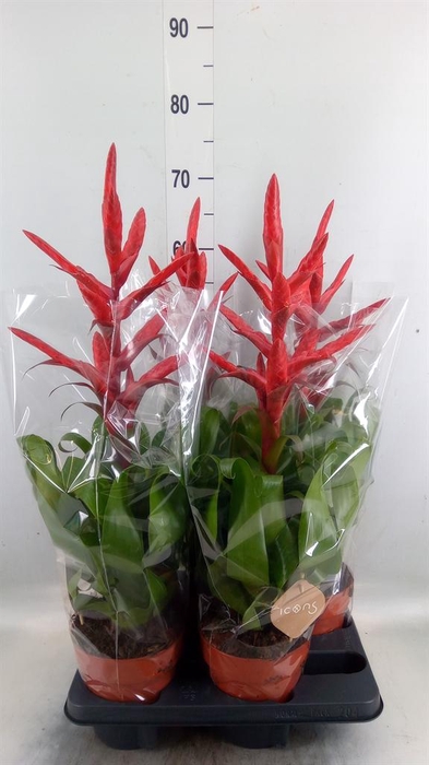 <h4>Tillandsia  'Naomi'</h4>