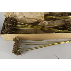 DF Allium Zaadbol
