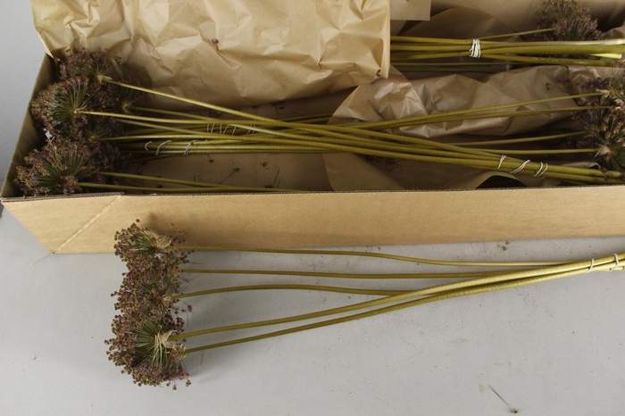 <h4>DF Allium Zaadbol</h4>