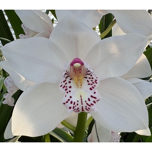 CYMB T VENEZIA Decorum 80cm