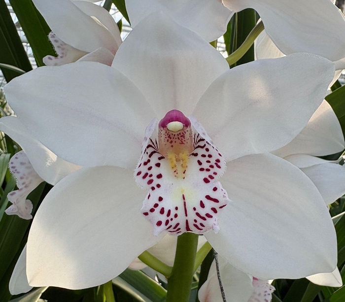 CYMB T VENEZIA Decorum 80cm