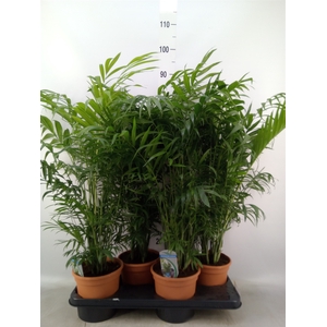 Chamaedorea elegans