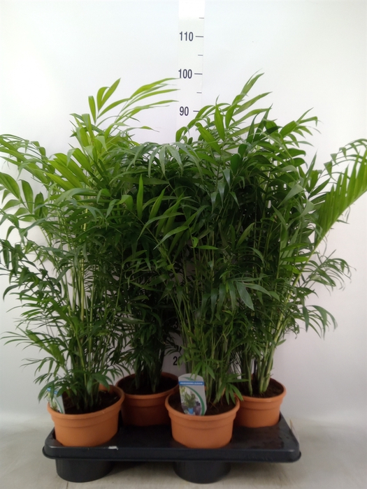 <h4>Chamaedorea elegans</h4>