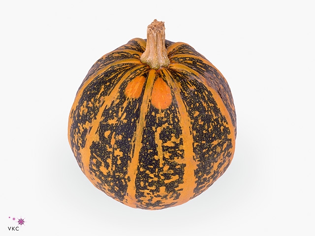 Sierfruit Cucurbita