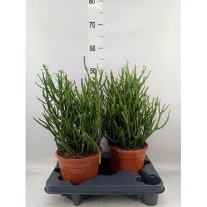 Euphorbia tirucalli