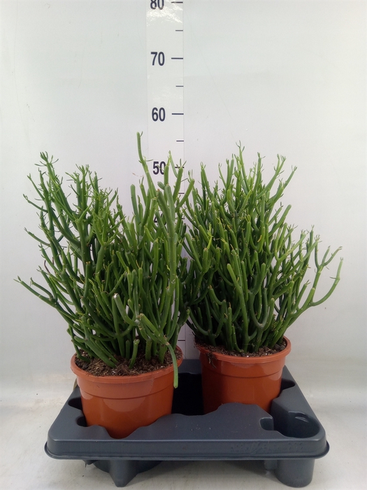 <h4>Euphorbia tirucalli</h4>
