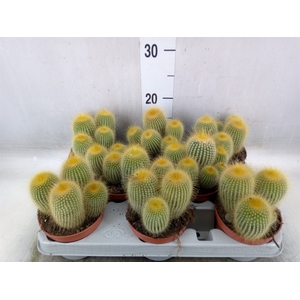 Parodia leninghausii