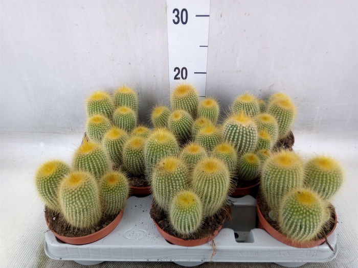 <h4>Parodia leninghausii</h4>