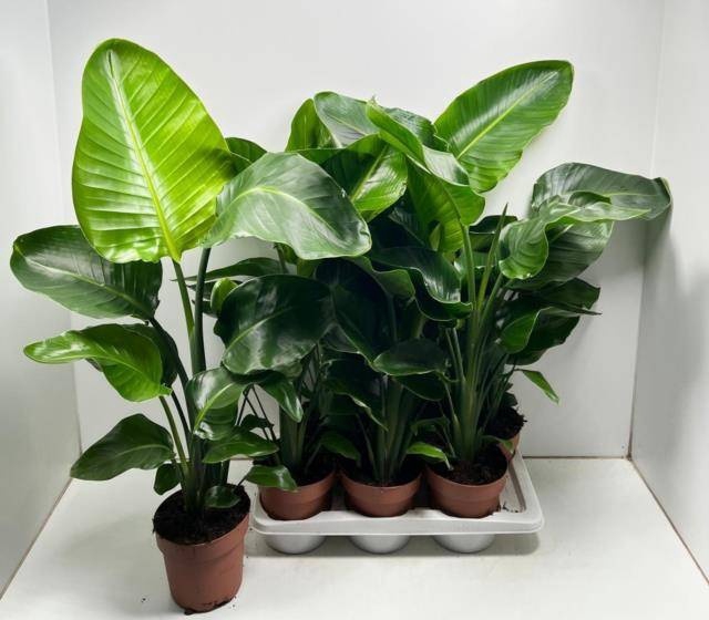 <h4>STRELITZIA NICOLAI</h4>