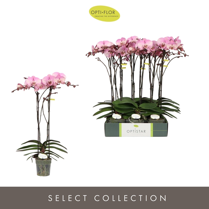 <h4>PHAL OPTISTAR MADONNA 2 SPIKE</h4>