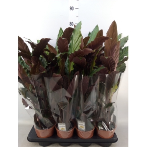 Calathea rufibarba 'Wavestar'