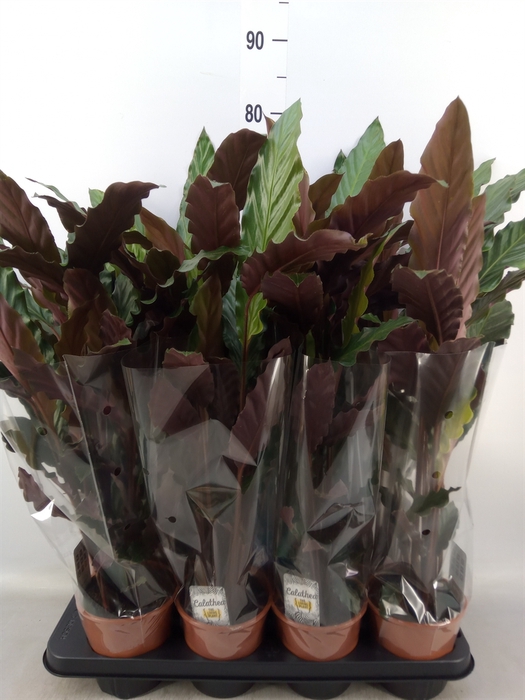 <h4>Calathea rufibarba 'Wavestar'</h4>