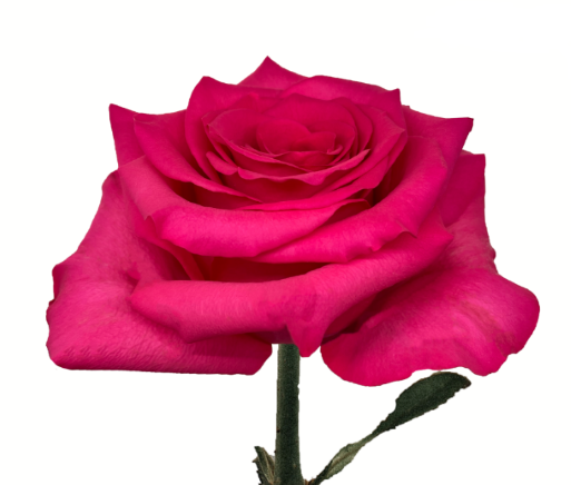 <h4>R GR VIP PINK</h4>