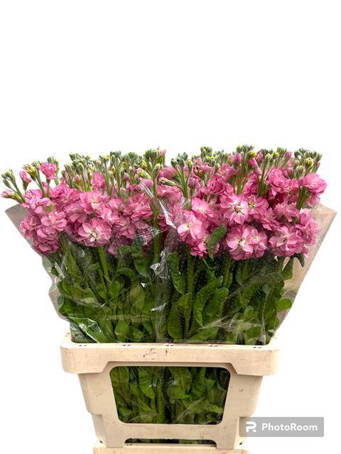 <h4>Matth Stox Rose Pink</h4>