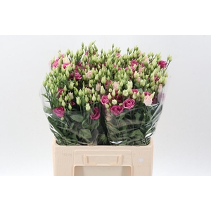 Eus G Rosi Rose Pink