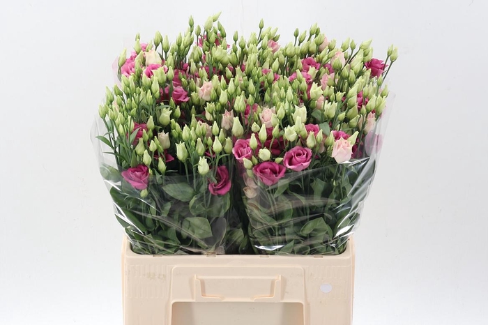 <h4>Eus G Rosi Rose Pink</h4>