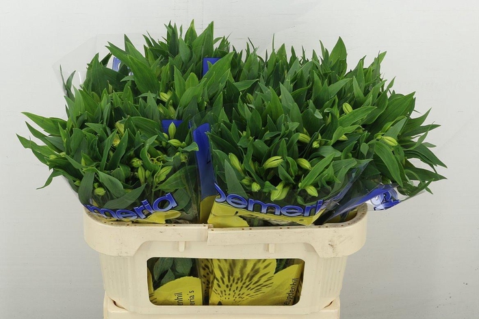 <h4>Alstr Lemon</h4>