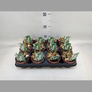 Muscari  'Magic White'