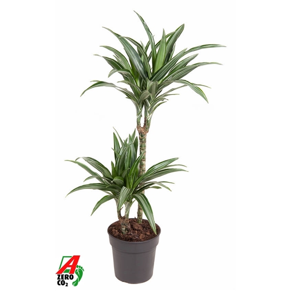 <h4>Dracaena Ulises 45-15</h4>