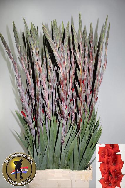 <h4>GLAD GR COSTELLO</h4>