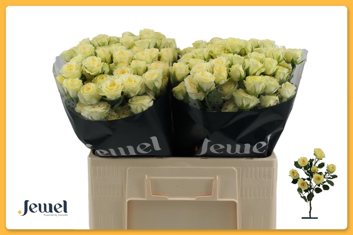 <h4>R TR WEDDING INVITE</h4>