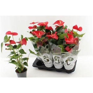 ** Anthu An Casparo 3-4 Bloemen+ * Winter Promo *