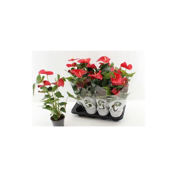 <h4>** Anthu An Casparo 3-4 Bloemen+ * Winter Promo *</h4>