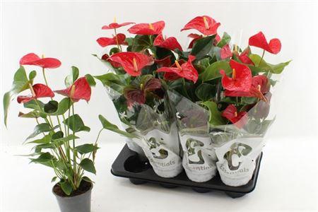 ** Anthu An Casparo 3-4 Bloemen+ * Winter Promo *