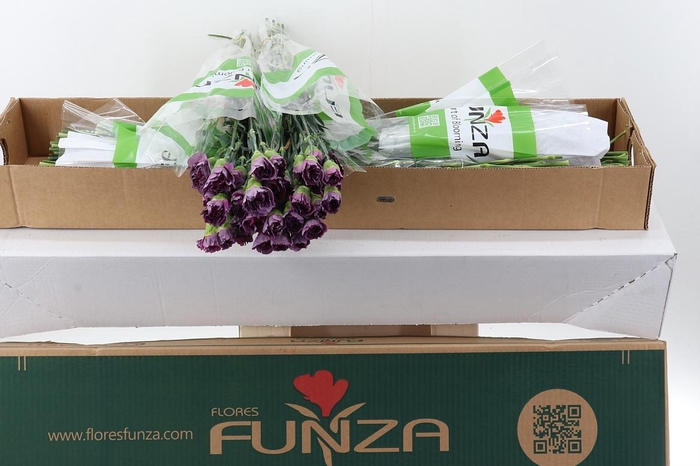 <h4>Di St Hypnosis Box</h4>