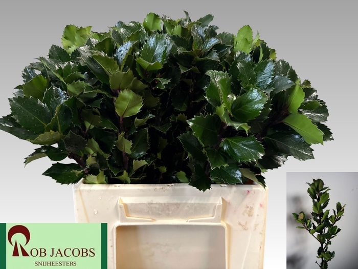 <h4>ILEX BL M BLU PRINCE</h4>