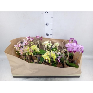 Phalaenopsis   ...mini