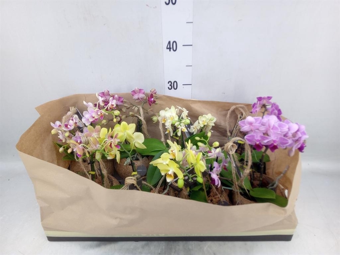 <h4>Phalaenopsis   ...mini</h4>