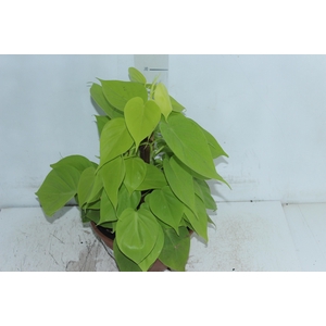 PHILODENDRON AMARELO C21