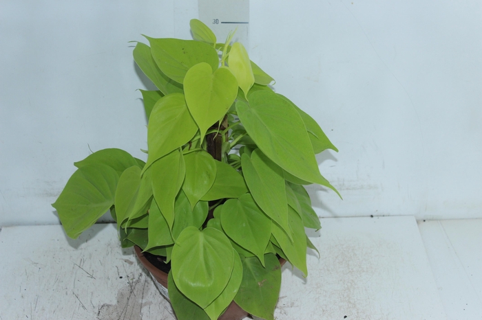 <h4>PHILODENDRON AMARELO C21</h4>