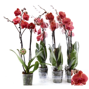 PHAL OV