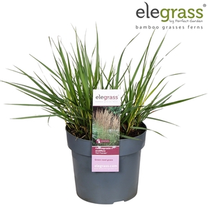 Calamagrostis x 'Karl Foerster' P19